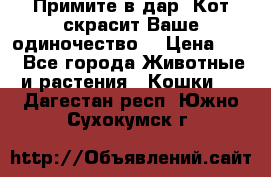 Примите в дар. Кот скрасит Ваше одиночество. › Цена ­ 0 - Все города Животные и растения » Кошки   . Дагестан респ.,Южно-Сухокумск г.